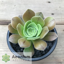 Load image into Gallery viewer, Aeonium canariense var. palmense
