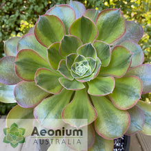 Load image into Gallery viewer, Aeonium 'Athena'
