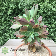 Load image into Gallery viewer, Aeonium leucoblepharum (Yemen Form)
