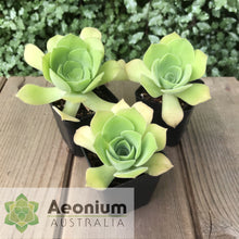 Load image into Gallery viewer, Aeonium canariense var. palmense