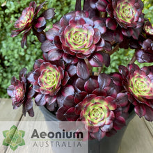 Load image into Gallery viewer, Aeonium 'Meiji'