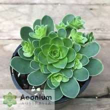 Load image into Gallery viewer, Aeonium dodrantale