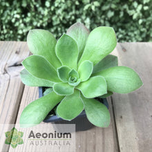 Load image into Gallery viewer, Aeonium canariense var. virgineum