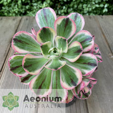 Load image into Gallery viewer, Aeonium 'Marnier Lapostolle' Variegated