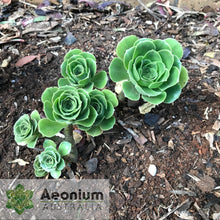 Load image into Gallery viewer, Aeonium balsamiferum