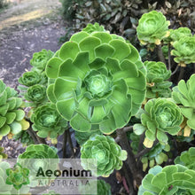 Load image into Gallery viewer, Aeonium arboreum var. arboreum