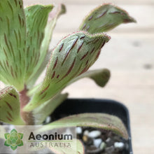 Load image into Gallery viewer, Aeonium smithii