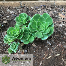 Load image into Gallery viewer, Aeonium balsamiferum