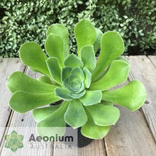 Load image into Gallery viewer, Aeonium canariense var. canariense