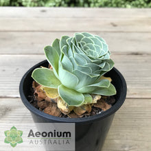 Load image into Gallery viewer, Aeonium aureum