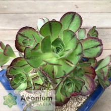 Load image into Gallery viewer, Aeonium 'Marnier Lapostolle’