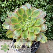 Load image into Gallery viewer, Aeonium 'Athena'