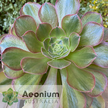 Load image into Gallery viewer, Aeonium 'Athena'