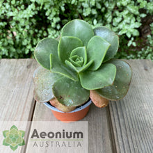 Load image into Gallery viewer, Aeonium nobile