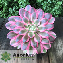 Load image into Gallery viewer, Aeonium 'Pink Witch'
