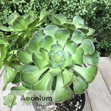 Load image into Gallery viewer, Aeonium arboreum aff. holochrysum (El Hierro)