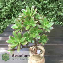 Load image into Gallery viewer, Aeonium decorum 'Fairy Wings'
