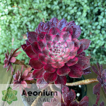 Load image into Gallery viewer, Aeonium 'Zixia Fairy'