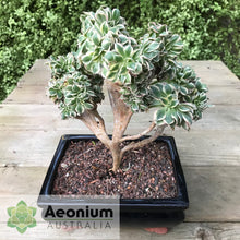 Load image into Gallery viewer, Aeonium 'Sunburst' Crest