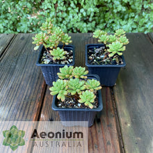 Load image into Gallery viewer, Aeonium sedifolium