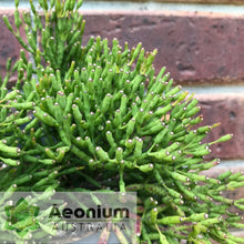 Load image into Gallery viewer, Hatiora salicornioides