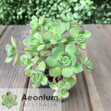 Load image into Gallery viewer, Aeonium haworthii