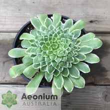 Load image into Gallery viewer, Aeonium 'Emerald Ice'