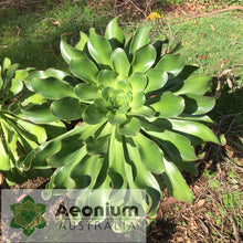 Load image into Gallery viewer, Aeonium urbicum var. meridionale