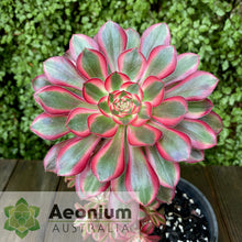 Load image into Gallery viewer, Aeonium 'Chanel'