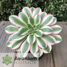Load image into Gallery viewer, Aeonium 'Pink Witch'