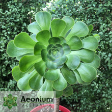 Load image into Gallery viewer, Aeonium arboreum aff. holochrysum (El Hierro)