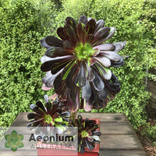 Load image into Gallery viewer, Aeonium 'Big Bang'