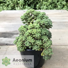 Load image into Gallery viewer, Aichryson bethencourtianum