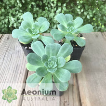 Load image into Gallery viewer, Aeonium haworthii