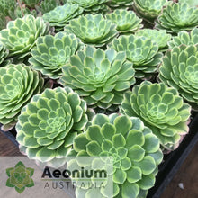 Load image into Gallery viewer, Aeonium 'Fiesta'