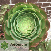 Load image into Gallery viewer, Aeonium 'Blushing Beauty'