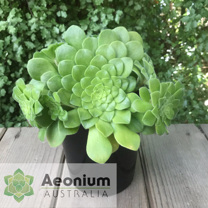 Aeonium x anagense (aka Aeonium 'Pancakes')