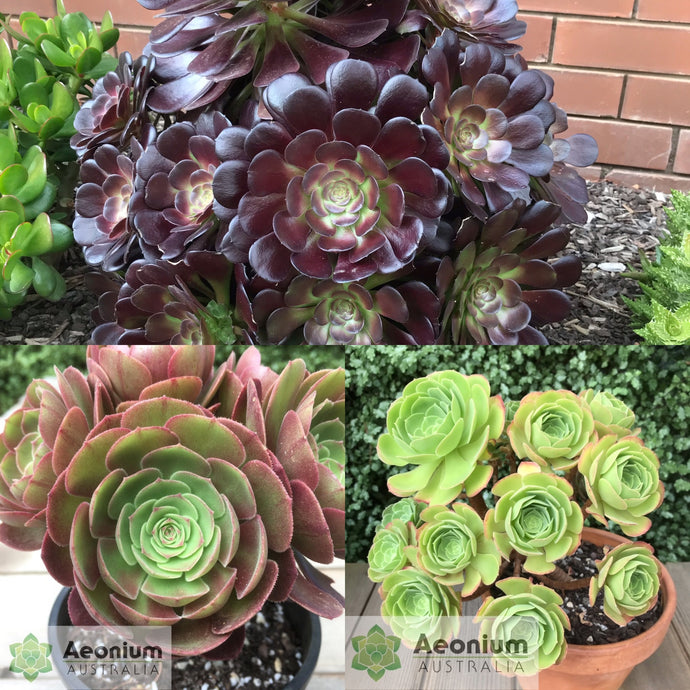 Comparing Aeonium 'Velour', 'Blushing Beauty'  & 'Madeira Rose'