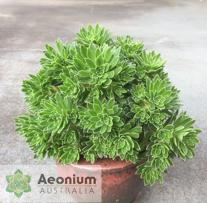 Aeonium x hybridum
