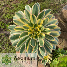 Load image into Gallery viewer, Aeonium &#39;Sunburst&#39;
