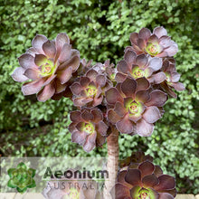 Load image into Gallery viewer, Aeonium 'Black Dragon'
