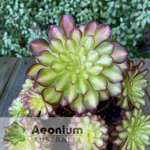 Load image into Gallery viewer, Aeonium &#39;Picasso&#39;
