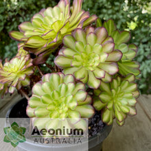 Load image into Gallery viewer, Aeonium &#39;Picasso&#39;
