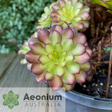 Load image into Gallery viewer, Aeonium &#39;Picasso&#39;
