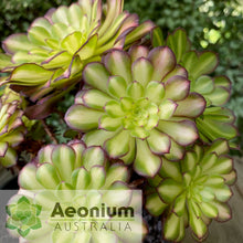 Load image into Gallery viewer, Aeonium &#39;Picasso&#39;
