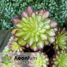 Load image into Gallery viewer, Aeonium &#39;Picasso&#39;
