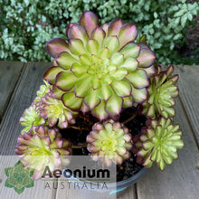 Load image into Gallery viewer, Aeonium &#39;Picasso&#39;
