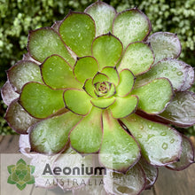 Load image into Gallery viewer, Aeonium 'Black Dragon'
