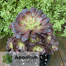 Load image into Gallery viewer, Aeonium &#39;Red King Kong&#39;

