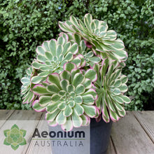 Load image into Gallery viewer, Aeonium &#39;White Copper&#39;
